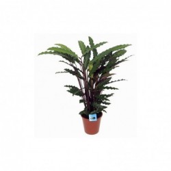 Planta Selva