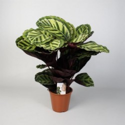 Planta Horóscopo