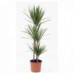 Planta Altanera